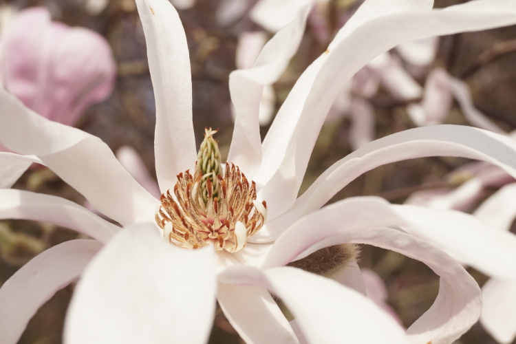 Magnolia loebneri Leonard Messel (3)